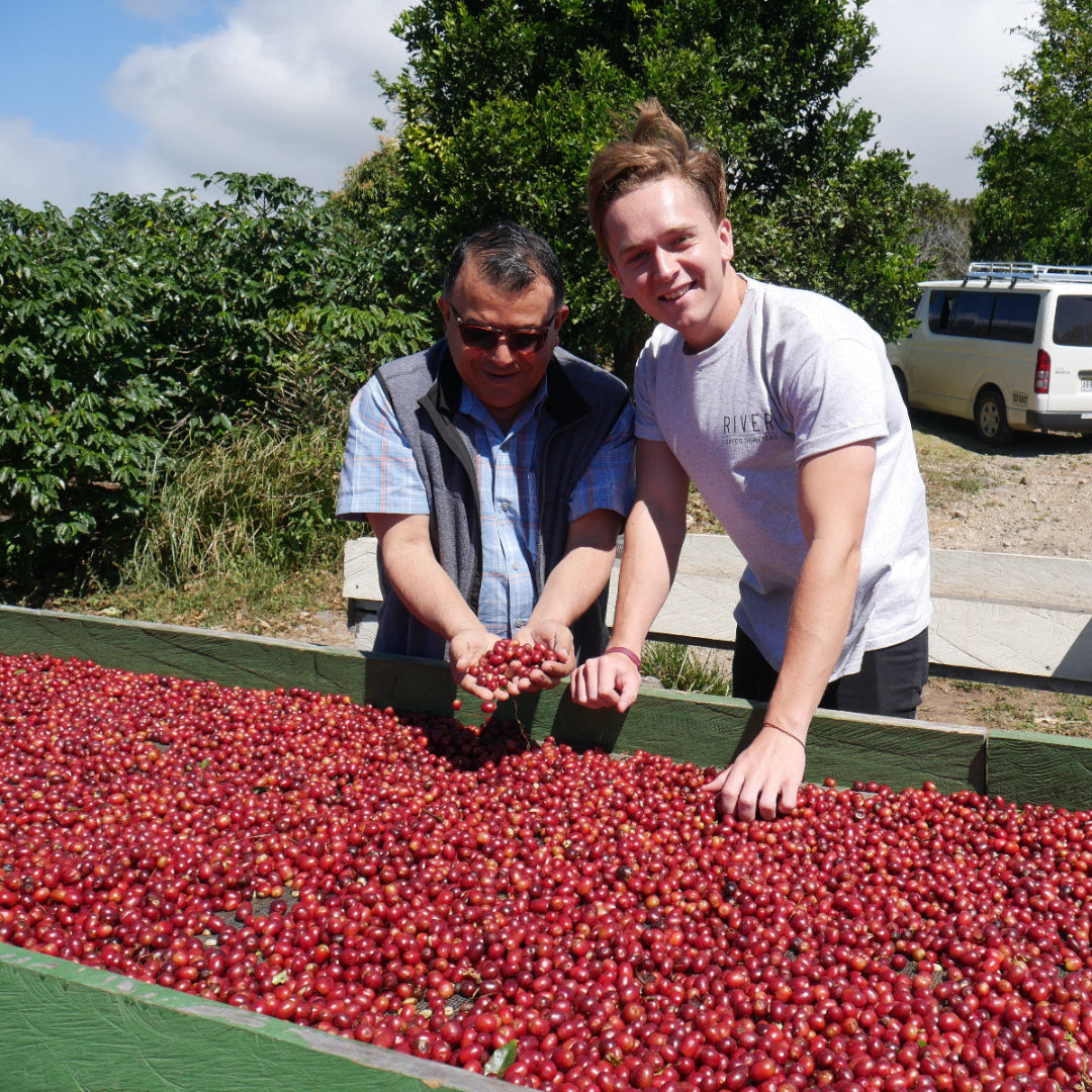 Two people sorting coffee cherries on a table outdoors with trees and a van in the background.