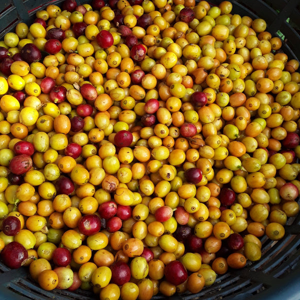 Navidad Sky (Festive Coffee)