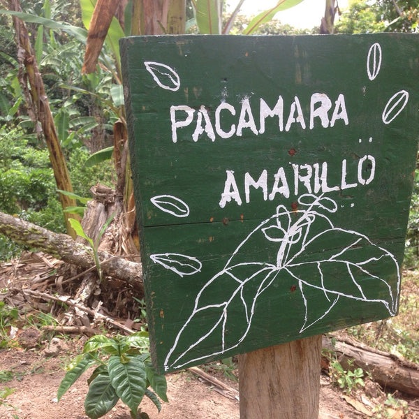 Las Nubes Pacamara (Nicaragua)