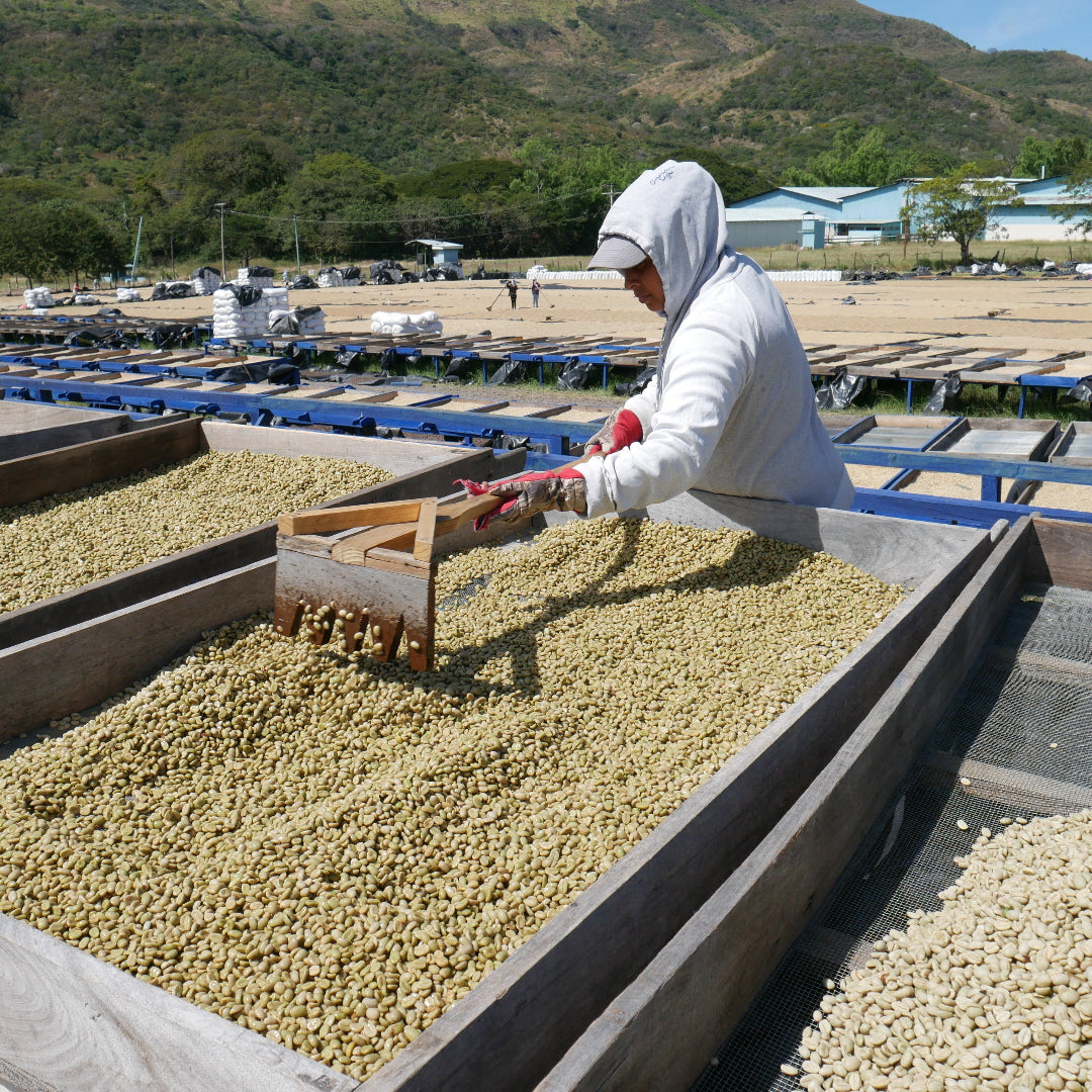 person raking green coffee beans