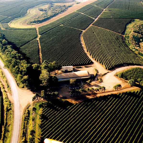 Aerial view of coffee plantation