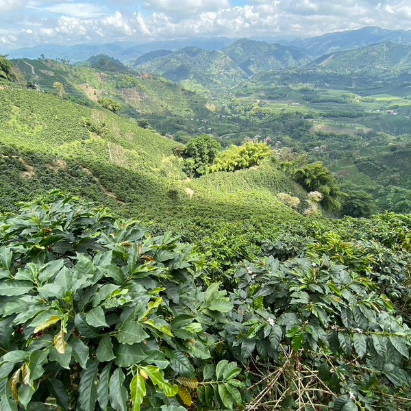 Santa Fe (Colombia)